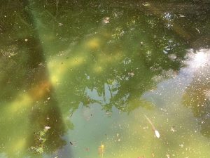 murky green pond algae