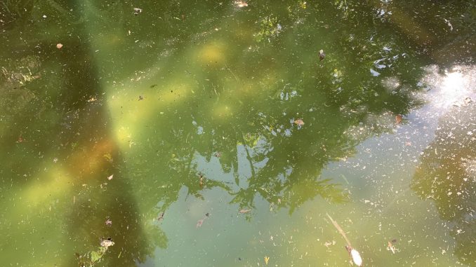 murky-water-algae murky green pond algae